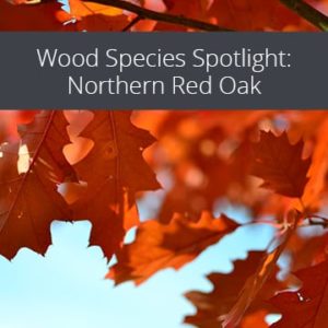 Wood Species Spotlight: Northern Red Oak