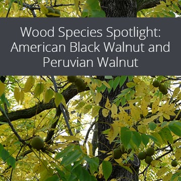 Wood Species Spotlight: American Black Walnut and Peruvian Walnut